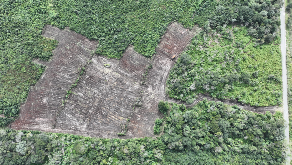 Desmonte en Blanca Flor, Bacalar